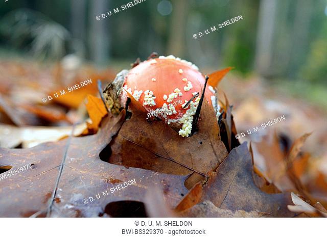 fly agaric (Amanita muscaria), on forest floor, Germany