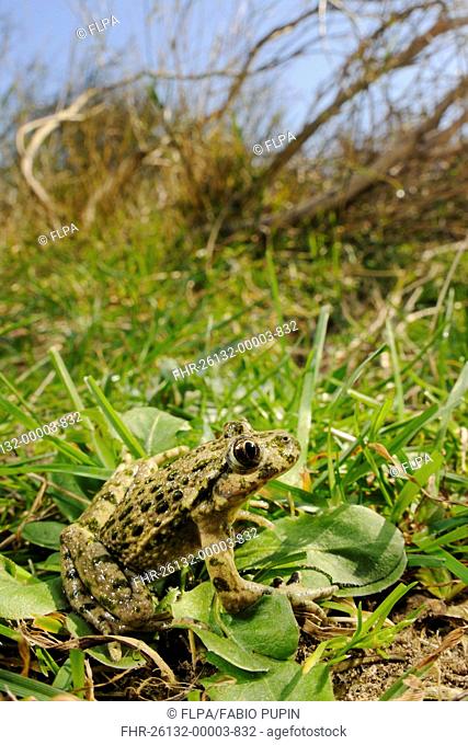 Common Parsley Frog Pelodytes punctatus adult, sitting on vegetation in habitat, Italy