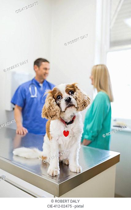 Dog sitting on table in vet's surgery