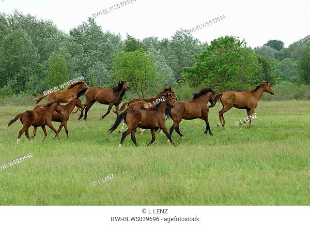 domestic horse Equus przewalskii f. caballus, running herd of horses, Hungary