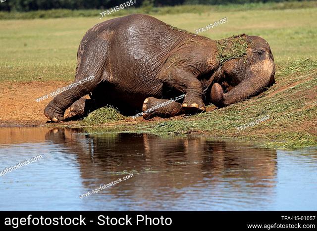 Indian elephant rolling