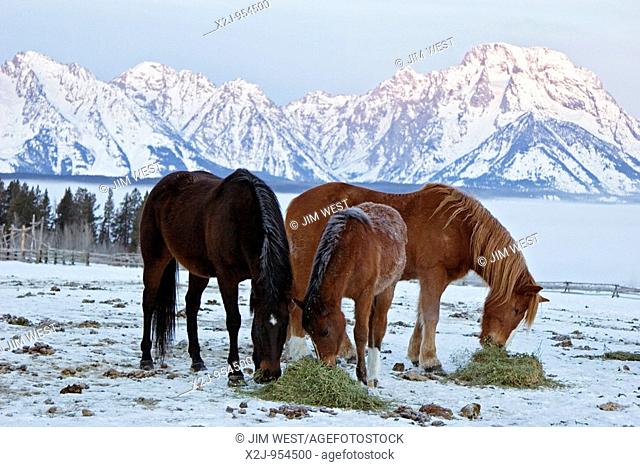 Moose, Wyoming - Horses feed on hay in the early morning at the Triangle X ranch in Grand Teton National Park  The Teton mountain range is in the background