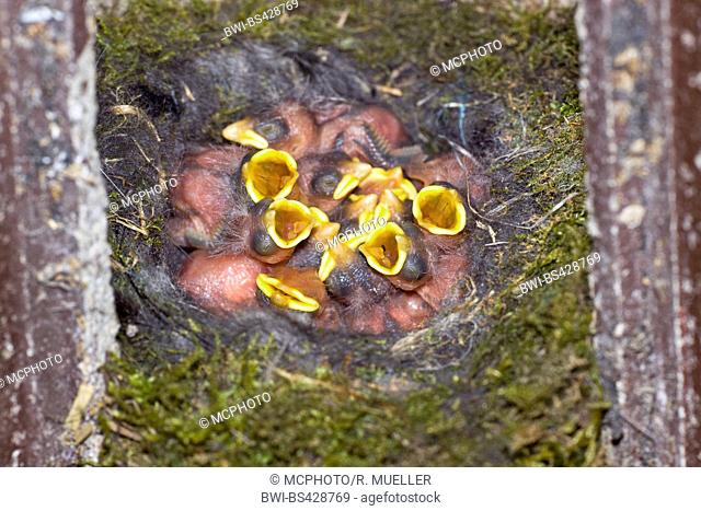 blue tit (Parus caeruleus, Cyanistes caeruleus), begging baby birds in a nesting box, view from above, Germany