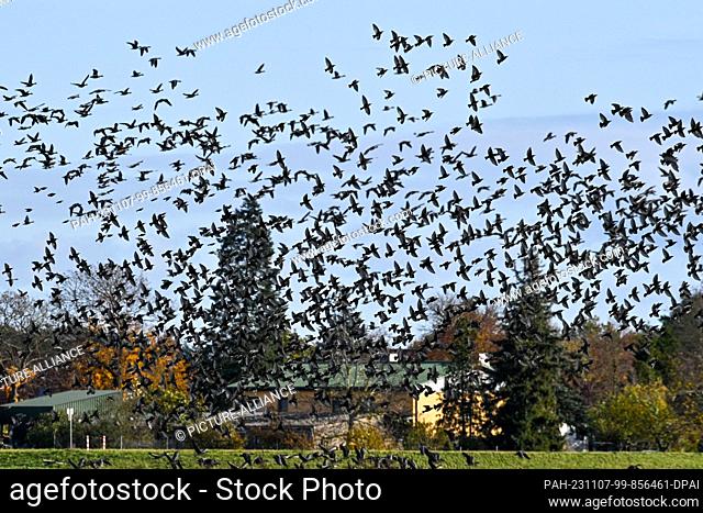 07 November 2023, Saxony-Anhalt, Vehlgast: Starlings darken the sky over Damerow. Geese can be seen migrating in the background