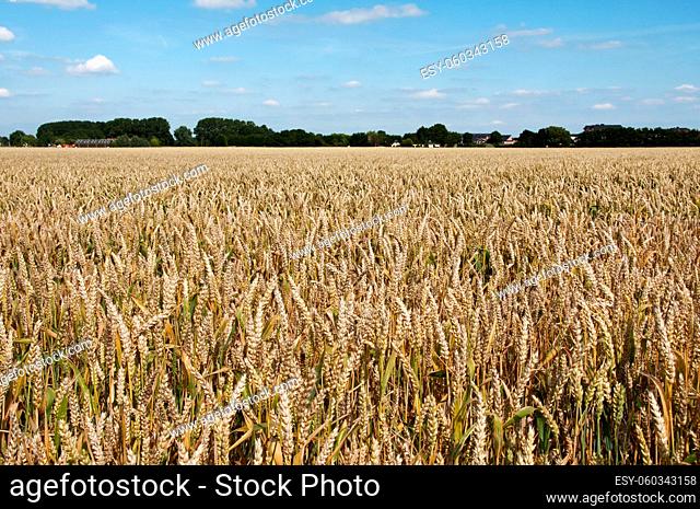 grain field in holland with blue sky