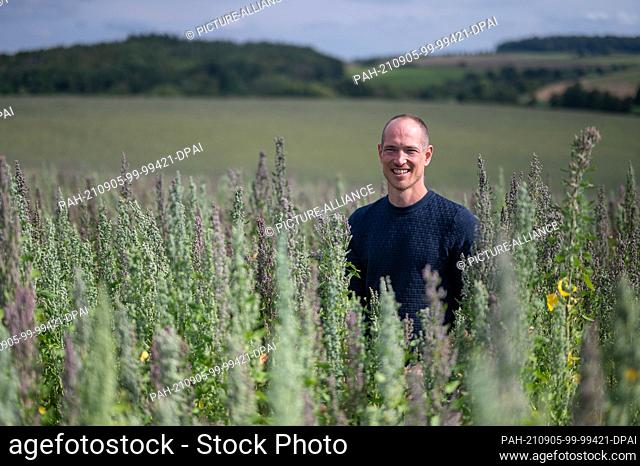 31 August 2021, Hessen, Ober-Ramstadt: Farmer Mario Schuchmann stands in his quinoa field. The pseudo-cereal quinoa belongs to the foxtail family and is...