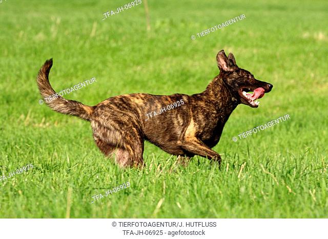 Dutch Shepherd Dog