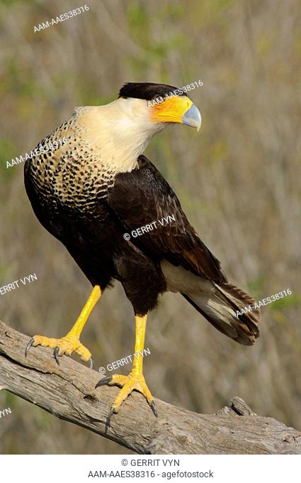 Adult Crested Caracara (Caracara cheriway). Starr County, Texas. March