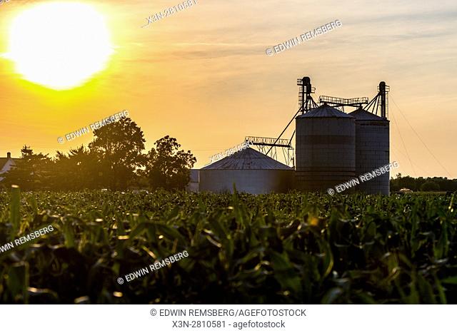 Sun setting over a field of corn on a local Maryland farm