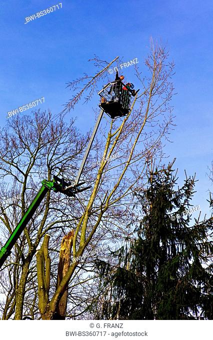 tree care in early spring, Germany
