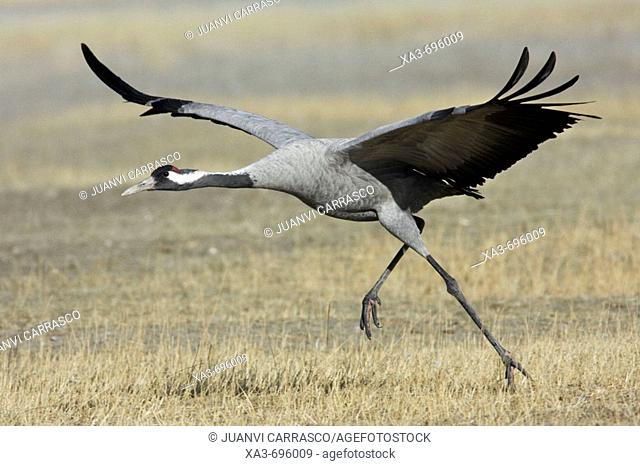 Common Crane (Grus grus) taking-off. Gallocanta,  Zaragoza province, Aragon, Spain