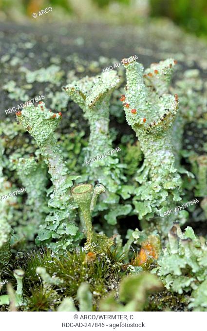 Lichen nature reserve Westruper Heide North Rhine-Westphalia Germany Cladonia pyxidata