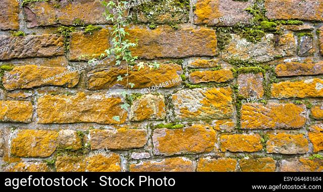 Colorful sandstone wall partly overgrown with green moss and orange lichen