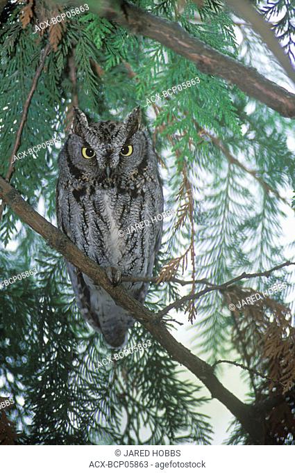 The rare macfarlanei subspecies of Western-screech Owl Megascops kennicottii macfarlanei occures in the grassland habitats of BC's southern interior region