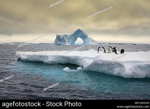 Adelie penguins (Pygoscelis adeliae) on ice floe, in front of iceberg with natural arch, Paulet Island, Antarctic Peninsula, adelie penguin, Antarctica