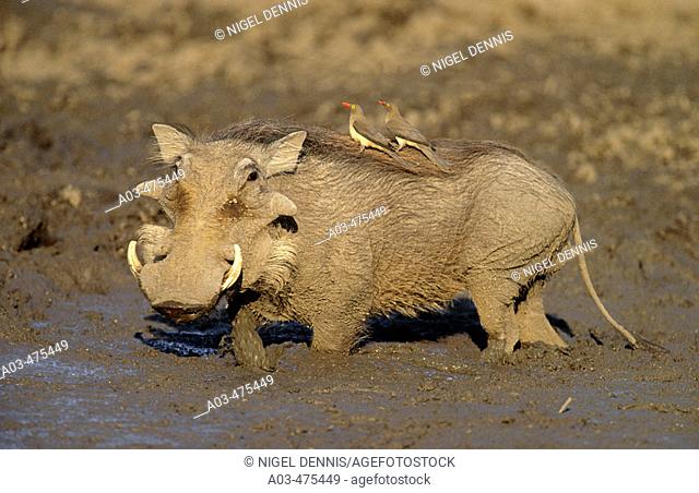 Warthog, Phacochoerus aethiopicus, with oxpeckers, Kruger National Park, South Africa