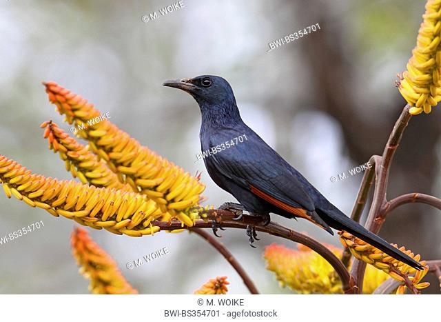 African red-winged starling (Onychognathus morio), male sits in an aloe, South Africa, Kruger National Park