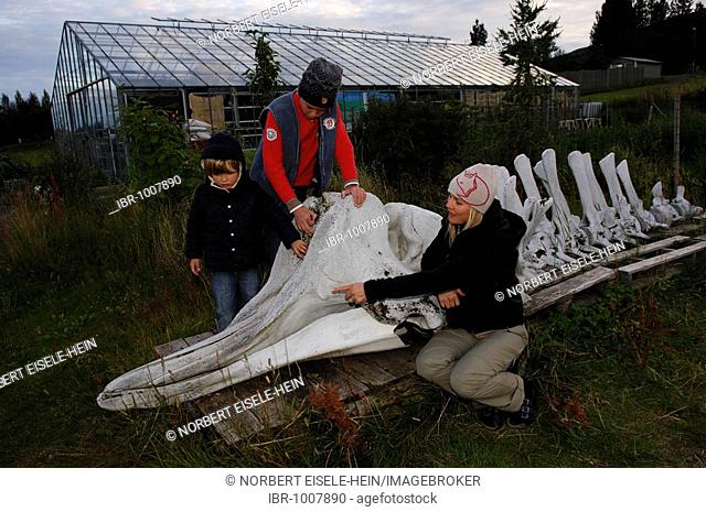 Woman and two children at bottle nose whale skeleton in Laugarvatn, Iceland, Europe
