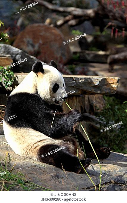Giant Panda, Ailuropoda melanoleuca, Adelaide Zoo, South Austalia, Australia, adult feeding on bamboo