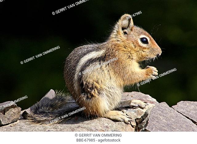 Cascade Golden-mantled Ground-squirrel
