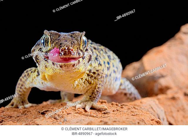 Frog-eyed gecko (Teratoscincus roborowskii), captive, China