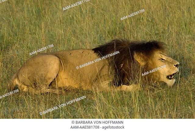 Lion lying in tall grasses, roaring, Masai Mara National Reserve, Kenya