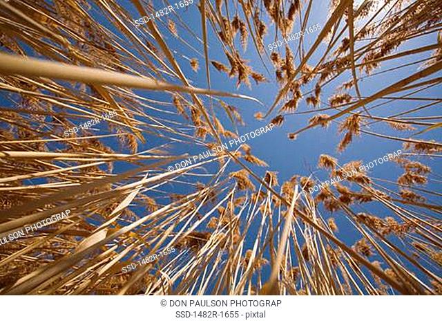 Low angle view of reeds, Bear River Migratory Bird Refuge, Ogden, Utah, USA