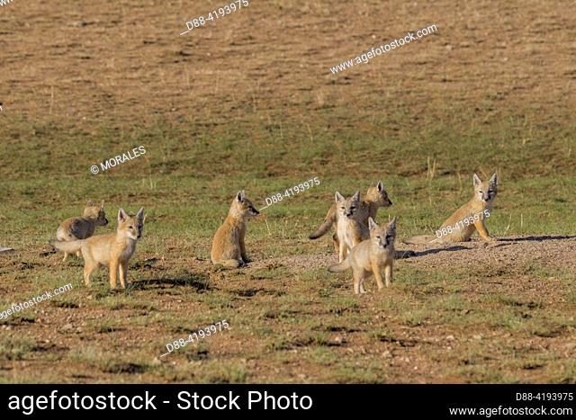 Asia, Mongolia, East Mongolia, Steppe area, Joungs Corsac fox (Vulpus corsac), at the den