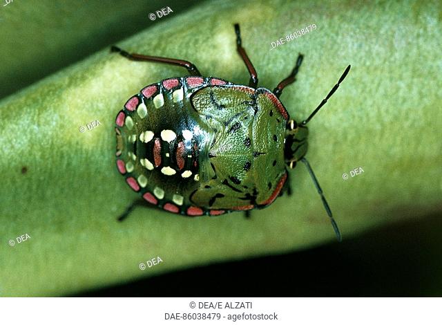 Southern green stink bug or Green vegetable bug (Nezara viridula), Pentatomidae