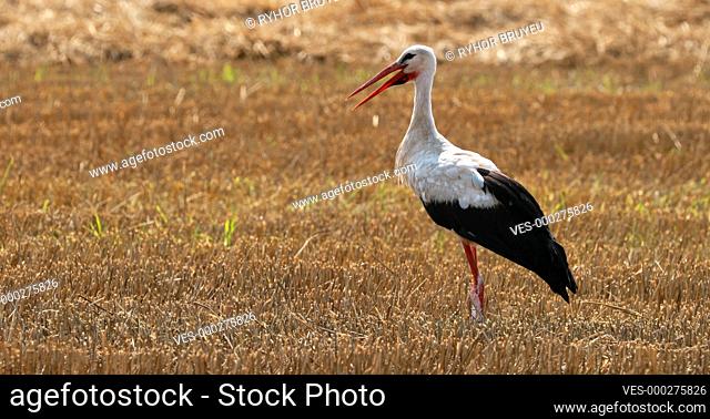 Adult European White Stork Taking Off From Yelow Summer Field In Belarus. Wild Field Bird