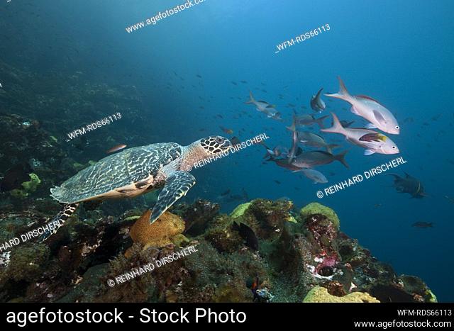 Hawksbill Sea Turtle, Eretmochelys imbricata, Punta Vicente Roca, Isabela Island, Galapagos, Ecuador