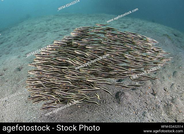 School of Striped Eel Catfish, Plotosus lineatus, Komodo National Park, Indonesia