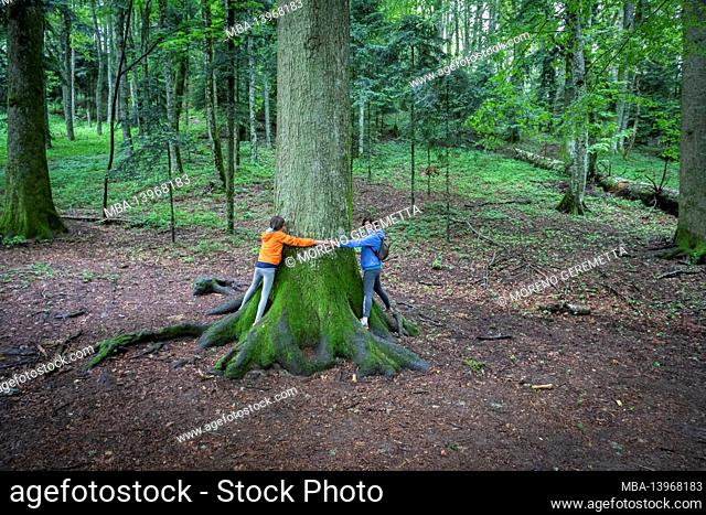 mother and daughter hug a giant beech trunk in the Casentino forests, La Verna, Franciscan Sanctuary, Chiusi della Verna, Arezzo, Tuscany, Italy