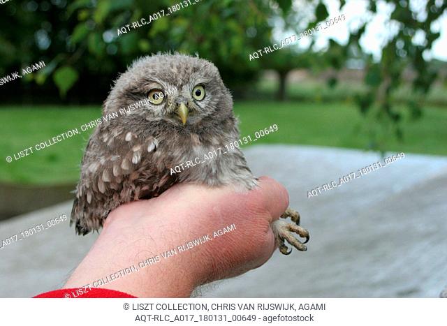 Athene vidalii, Little Owl, Athene noctua