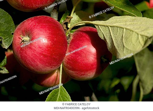 Akane apple - Juicy and scented apple of summer