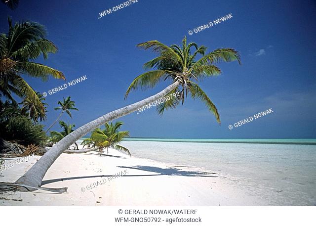 Coconut Palm Tree at Beach, Cocos Keeling Islands, Australia