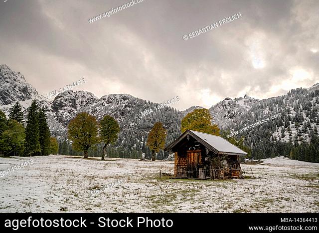 Small wooden hut in Rohntal in the middle of autumnal Karwendel with fresh snow, in the background the mountains of Karwendel and some autumnal colored maple...