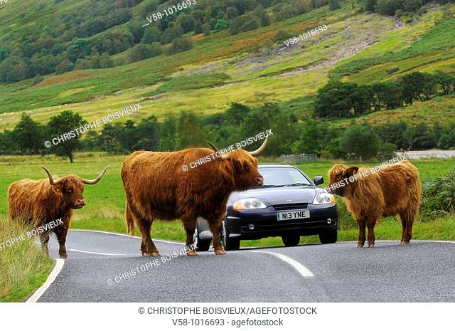 Highland cows. Glen Nevis road. Fort William region. Scotland. Highland cow