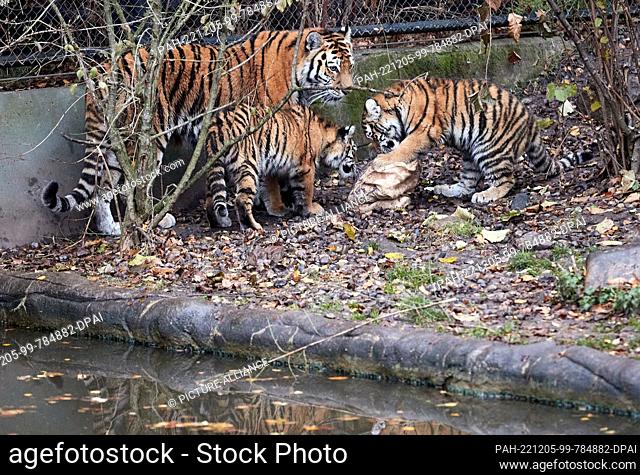 05 December 2022, Hamburg: Tiger cubs Rida and Daria and tiger mom Maruschka are delighted to receive a jute sack filled with beef on the occasion of St