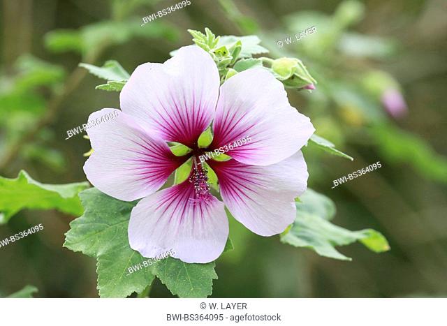 mallow (Lavatera maritima), flower