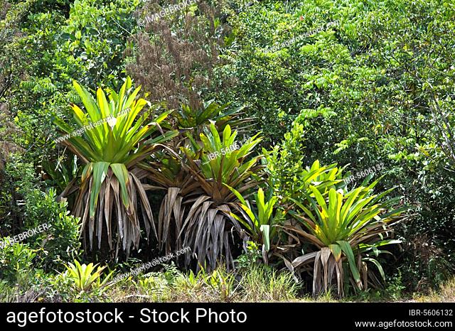 Giant armoured bromeliad (Brocchinia micrantha) growing in tropical forest, Kaieteur N. P. Guayana Shield, Guyana, South America