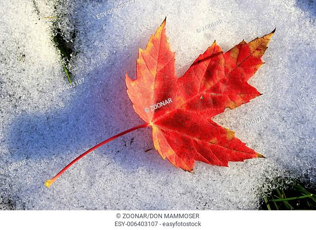 Close up of red maple leaf on snow