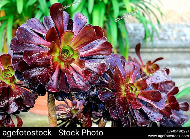 Purple tree houseleek, Aeonium arboreum variety atropurpureum, with spots of rain on the leaves with a blurred background of stone and clay pots