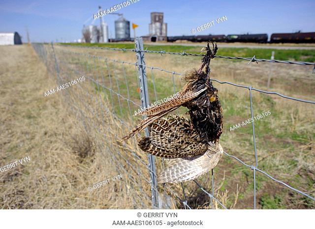 A dead pheasant hangs from a barbed wire fence in western Kansas. Prairie-chickens, grouse, and pheasants are frequent victims of collisions with fences and...