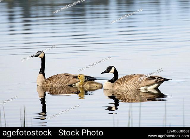 Two Canadian geese swimming with its little gosling in Hauser Lake, Idaho