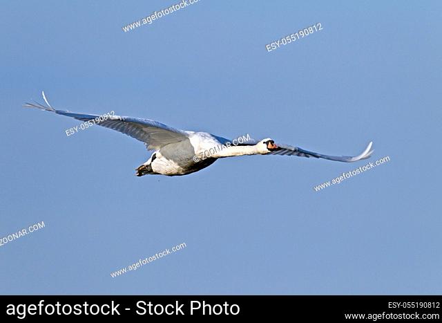Hoeckerschwan, am Nestbau beteiligen sich beide Altvoegel  - (Foto Hoeckerschwan im Flug) / Mute Swan, both sexes build the nest - (Photo Mute Swan in flight) /...