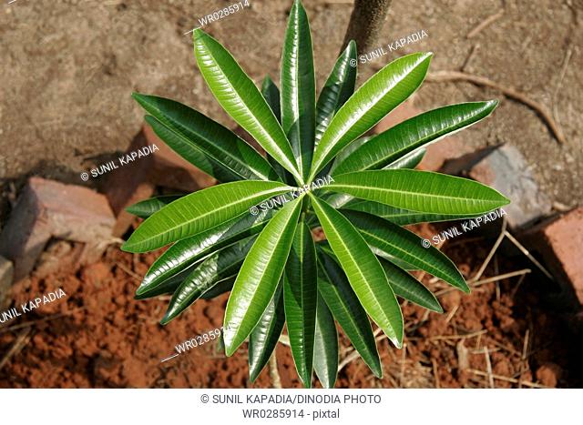 Ayurvedic medicinal plant , Scientific name alstonia scholaris R Br , English name: white cheesewood , milkwood pine , blackboard tree