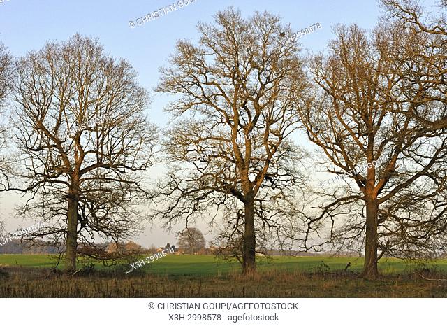 isolated oak trees on the edge of the Forest of Rambouillet, Haute Vallee de Chevreuse Regional Natural Park, Department of Yvelines, Ile de France Region