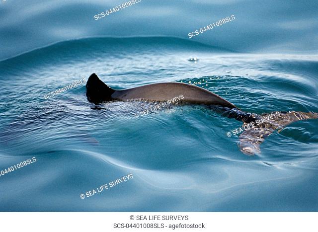 Harbour porpoise Phocoena phocoena with tail visible through the water and characteristic triangular dorsal fin just leaving the surface Hebrides, Scotland