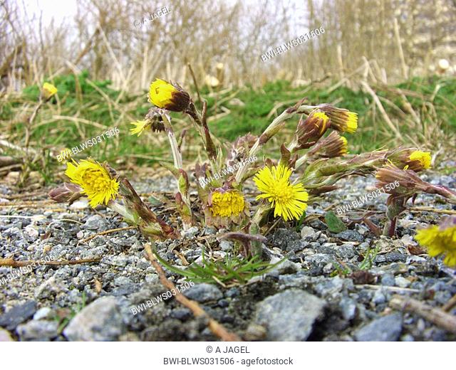 colt's-foot, coltsfoot Tussilago farfara, plant on gravelly ground